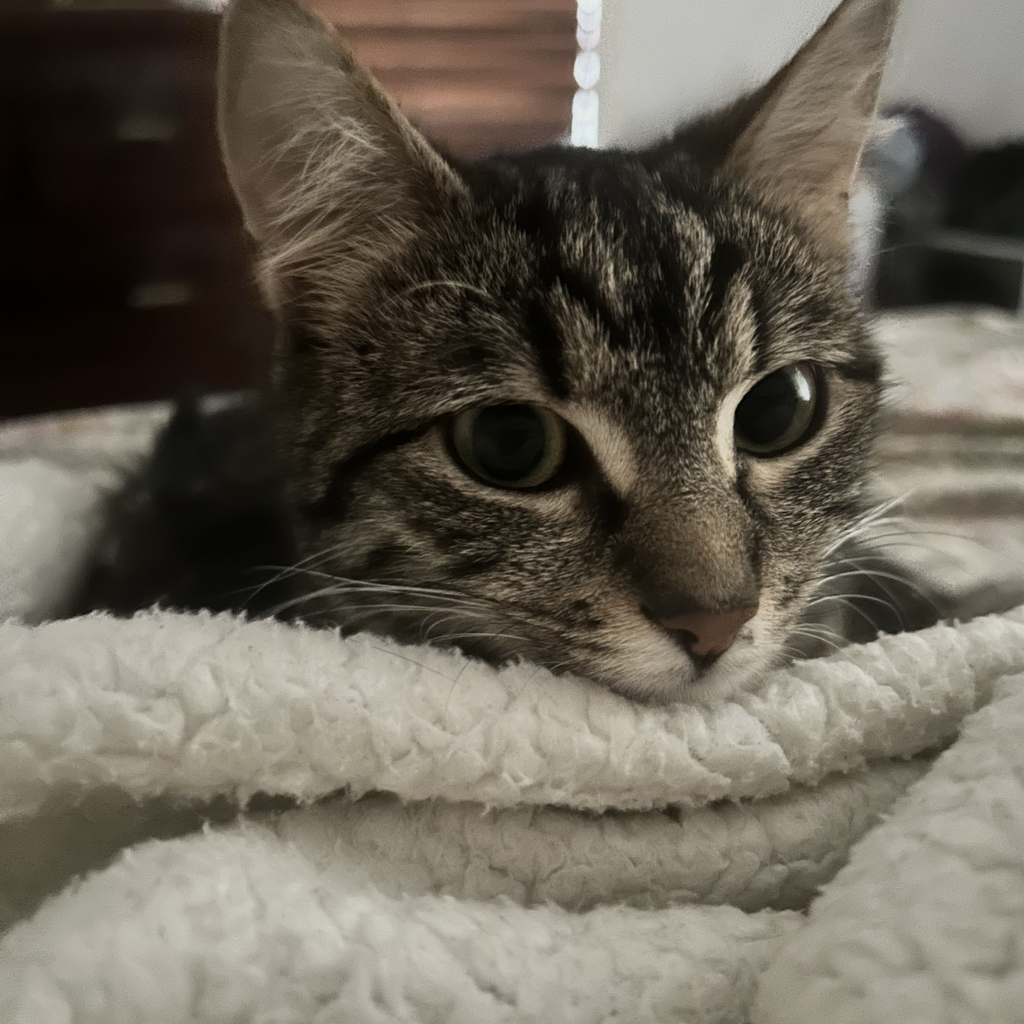 Pawz n Clawz Palz