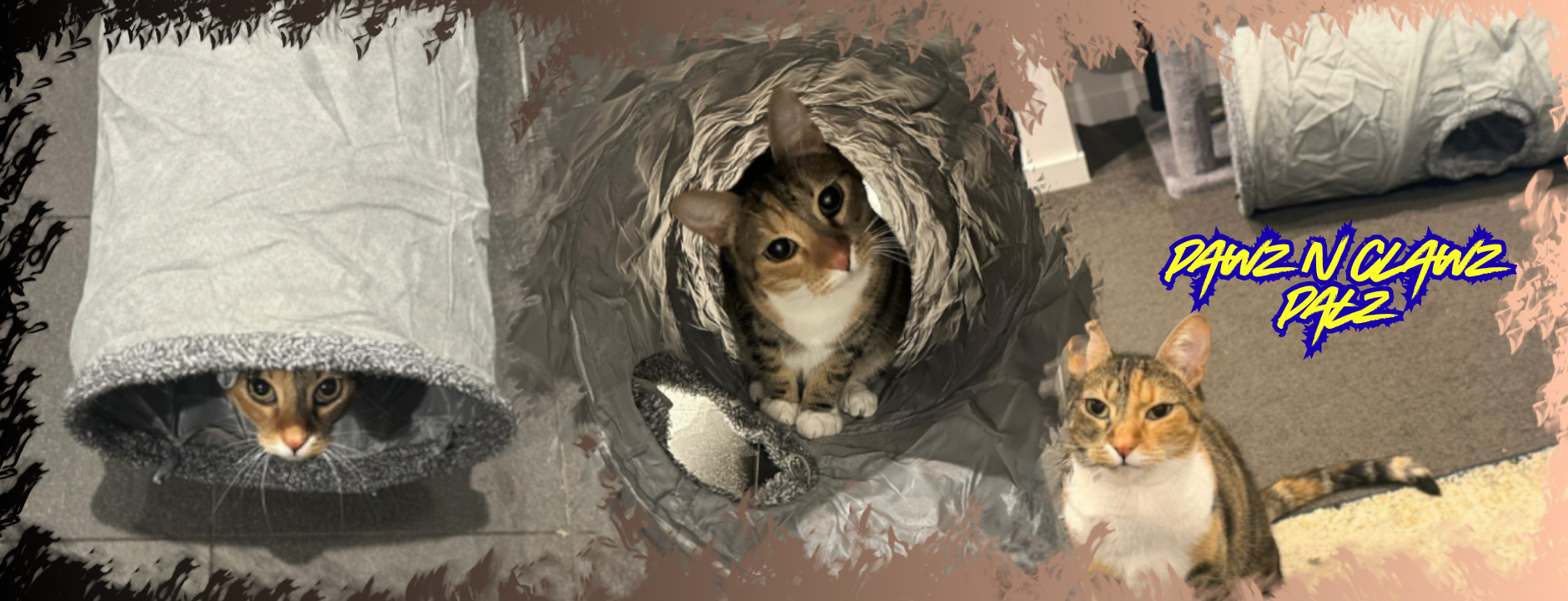 Pawz n Clawz Palz