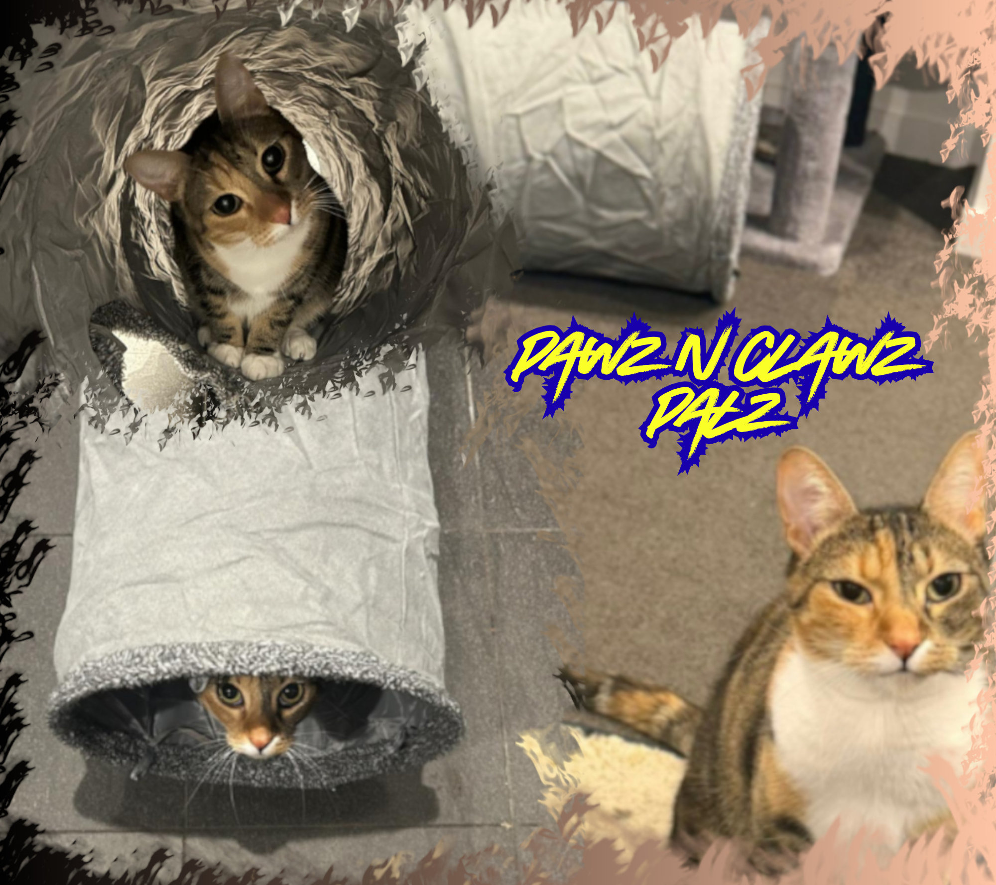 Pawz n Clawz Palz