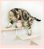 Pet Toy Cat Laser Toy and Tumbler Base